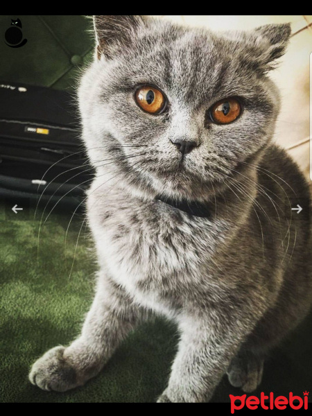 British Shorthair, Kedi  Mimi fotoğrafı