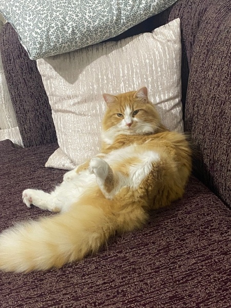 Norwegian Forest, Kedi  Bobo fotoğrafı