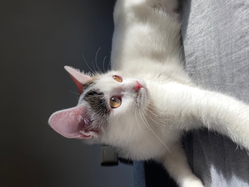 Tekir Kedi, Kedi  Oti fotoğrafı