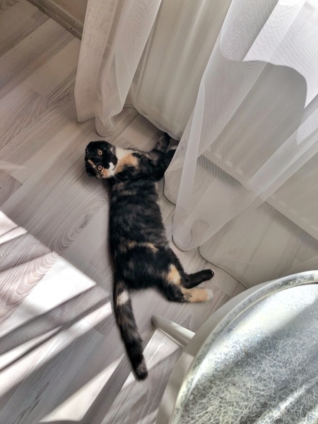 Scottish Fold, Kedi  Karamel fotoğrafı