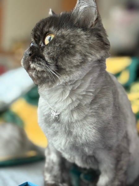 British Longhair, Kedi  Coco fotoğrafı
