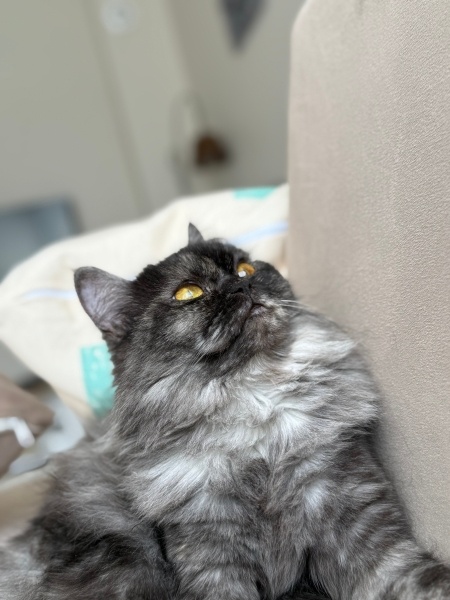 British Longhair, Kedi  Coco fotoğrafı