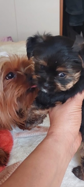 Yorkshire Terrier, Köpek  Sezar fotoğrafı