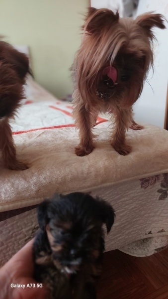 Yorkshire Terrier, Köpek  Sezar fotoğrafı