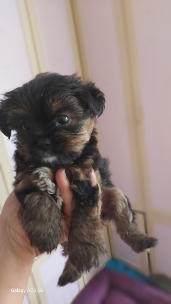 Yorkshire Terrier, Köpek  Sezar fotoğrafı