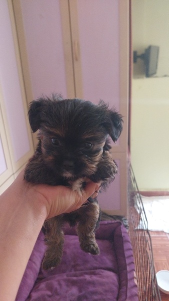 Yorkshire Terrier, Köpek  Sezar fotoğrafı