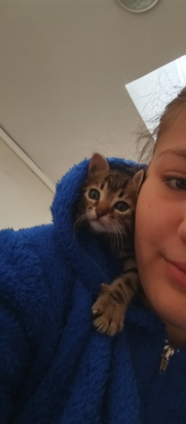 Tekir Kedi, Kedi  Belli değil fotoğrafı
