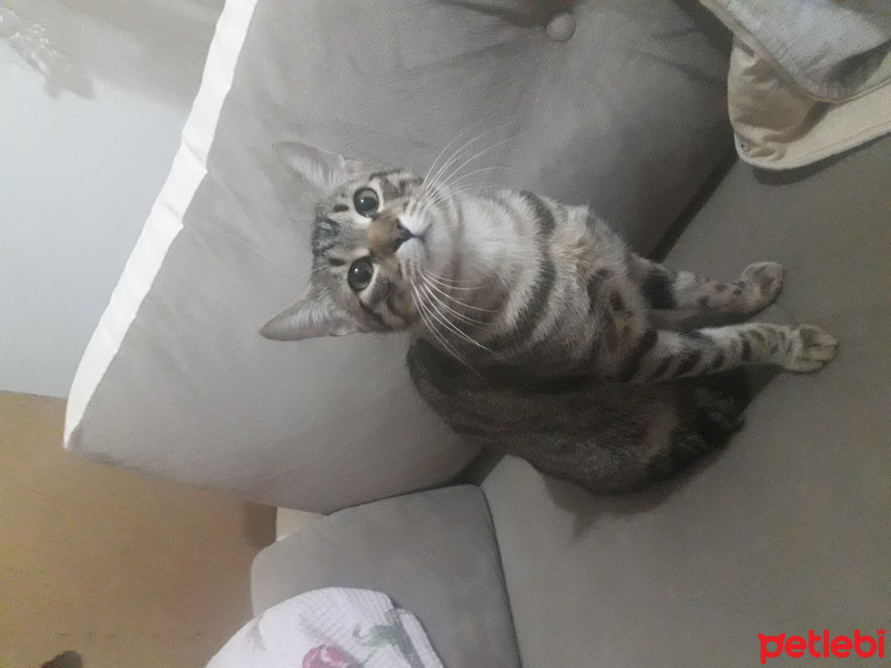 Tekir Kedi, Kedi  Paşa fotoğrafı