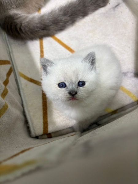 British Shorthair, Kedi  pamuk fotoğrafı