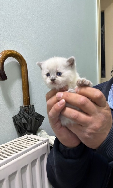 British Shorthair, Kedi  pamuk fotoğrafı