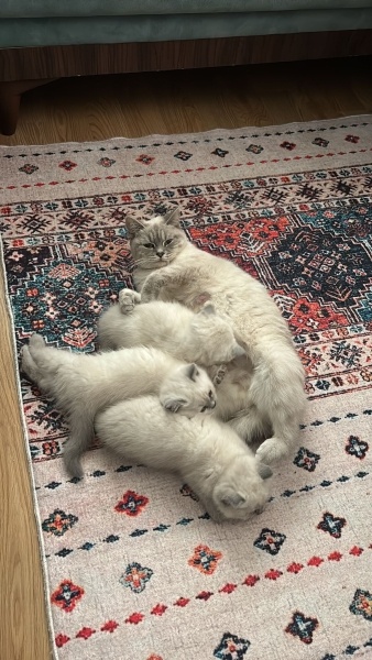 British Shorthair, Kedi  pamuk fotoğrafı