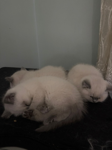 British Shorthair, Kedi  pamuk fotoğrafı