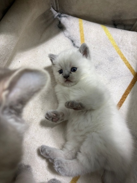 British Shorthair, Kedi  pamuk fotoğrafı