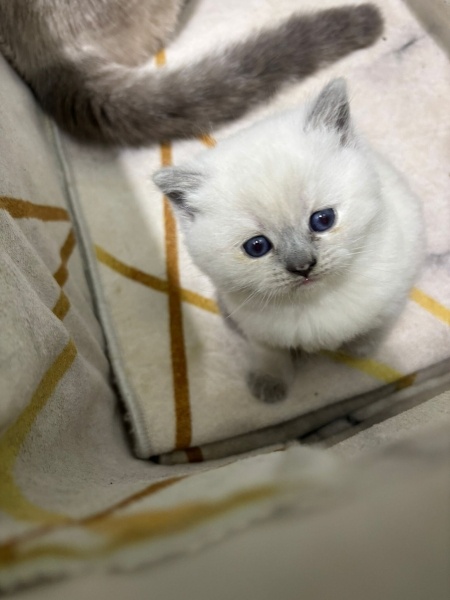 British Shorthair, Kedi  pamuk fotoğrafı