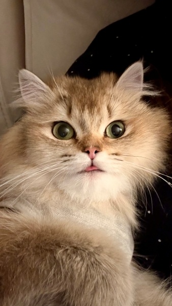 British Longhair, Kedi  LOKİ fotoğrafı