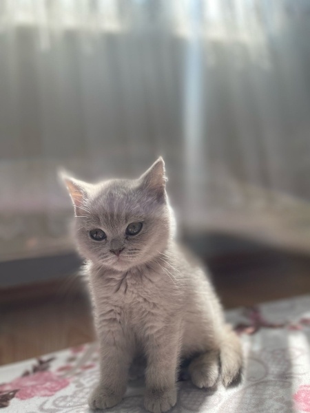 British Shorthair, Kedi  Mia fotoğrafı