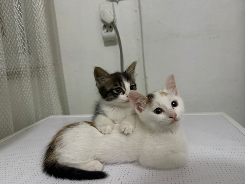 Tekir Kedi, Kedi  Yok fotoğrafı