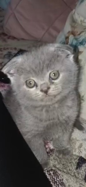 British Shorthair, Kedi  Ruffles fotoğrafı