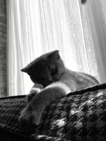 British Shorthair, Kedi  Ruffles fotoğrafı