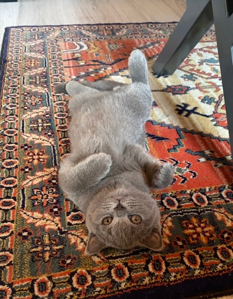 British Shorthair, Kedi  Ruffles fotoğrafı