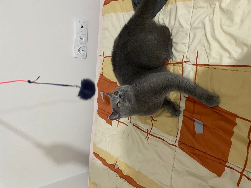 British Shorthair, Kedi  Pars fotoğrafı