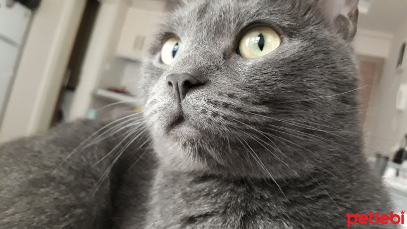 Mavi Rus, Kedi  Duman fotoğrafı