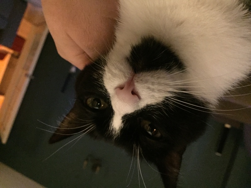 Tekir Kedi, Kedi  Milo fotoğrafı