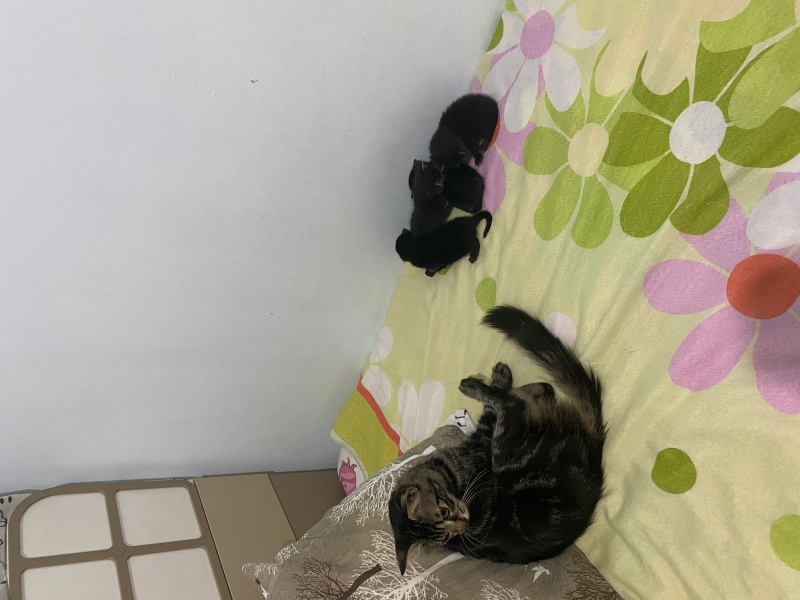 Tekir Kedi, Kedi  Yavru fotoğrafı