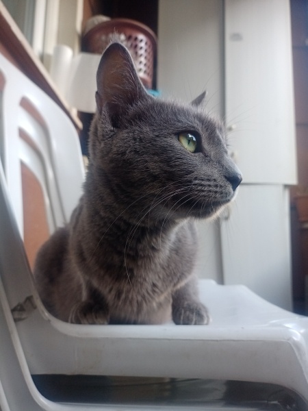 British Shorthair, Kedi  Kedi fotoğrafı