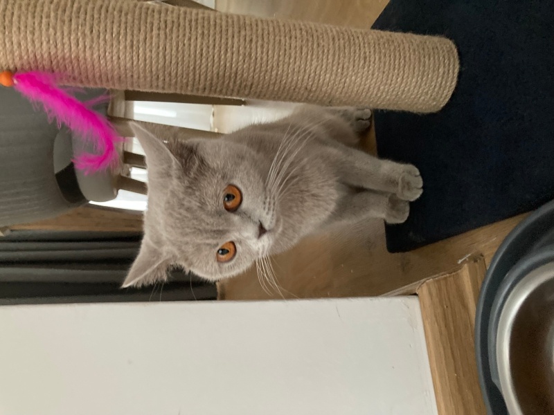 British Shorthair, Kedi  Nazlı fotoğrafı