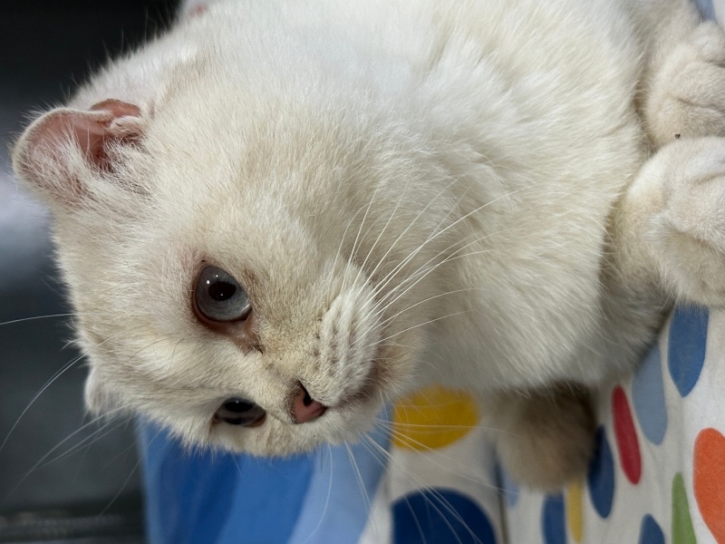 Scottish Fold, Kedi  fıstık fotoğrafı
