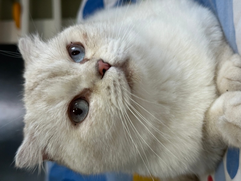 Scottish Fold, Kedi  fıstık fotoğrafı