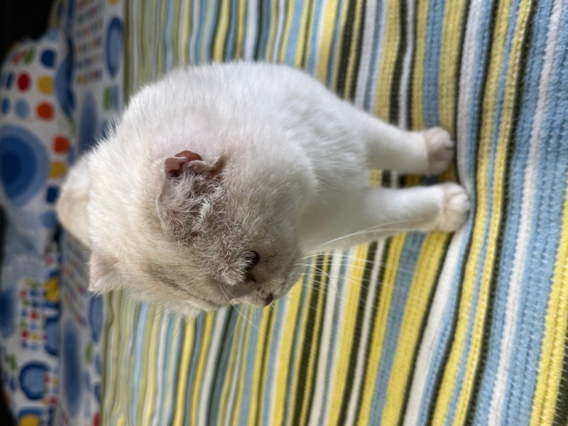 Scottish Fold, Kedi  fıstık fotoğrafı
