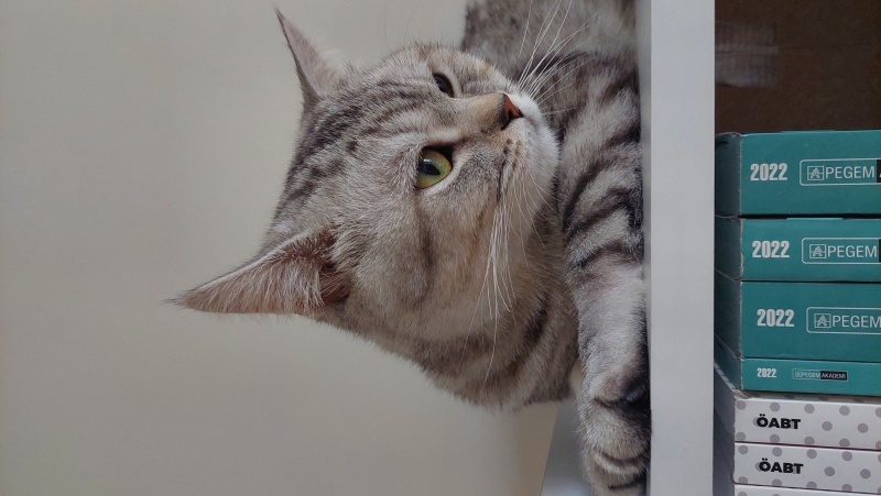 Scottish Fold, Kedi  Asil fotoğrafı