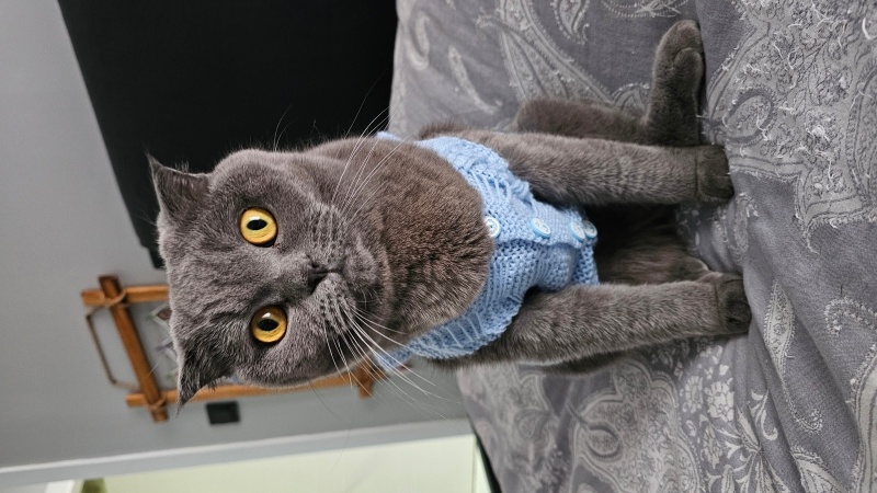 Scottish Fold, Kedi  Maya fotoğrafı