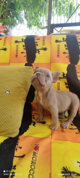 Fransız Bulldog, Köpek  MAYLO fotoğrafı