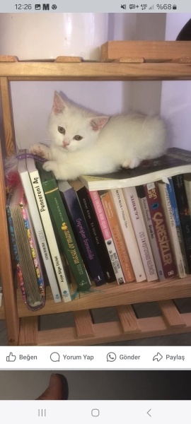 British Shorthair, Kedi  Kral fotoğrafı