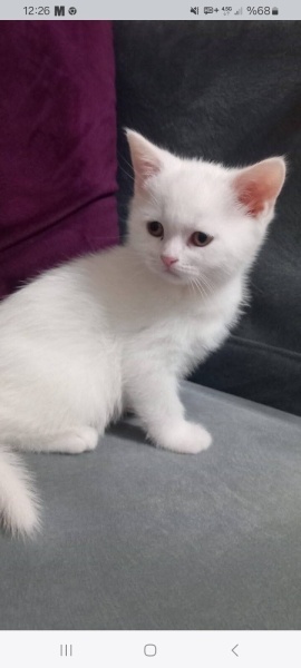 British Shorthair, Kedi  Kral fotoğrafı