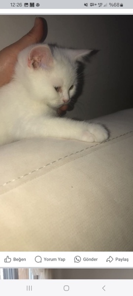 British Shorthair, Kedi  Kral fotoğrafı