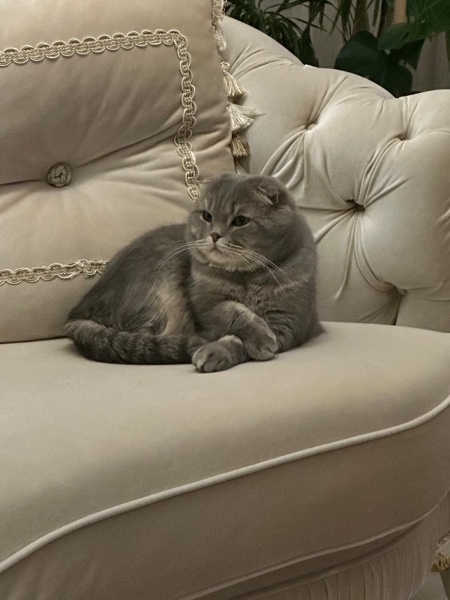 Scottish Fold, Kedi  Çiko fotoğrafı