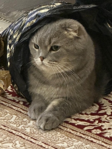 Scottish Fold, Kedi  Çiko fotoğrafı
