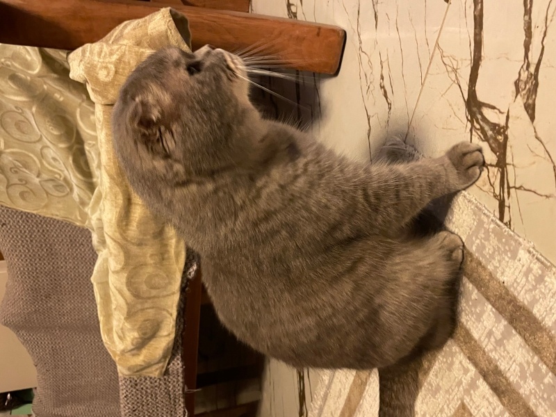 Scottish Fold, Kedi  Çiko fotoğrafı