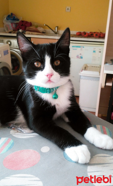 Tuxedo (Smokin) Kedi, Kedi  Şinasi Kefir fotoğrafı