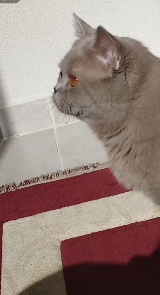 British Shorthair, Kedi  Karamel fotoğrafı