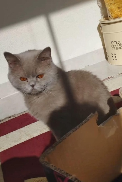 British Shorthair, Kedi  Karamel fotoğrafı