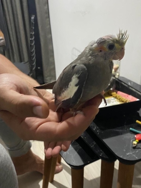 Papağan, Kuş  Çiko fotoğrafı