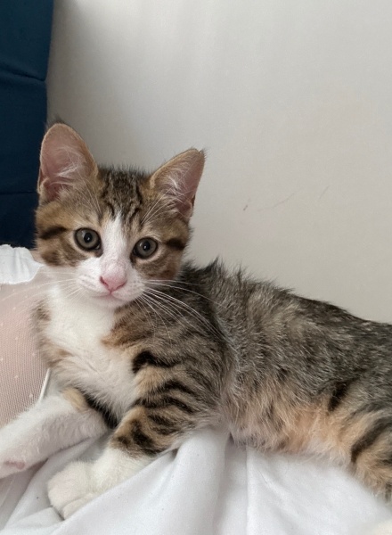 Tekir Kedi, Kedi  Tim fotoğrafı