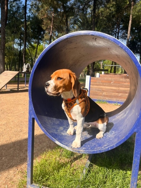 Beagle, Köpek  YULAF fotoğrafı