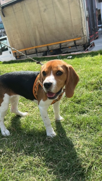 Beagle, Köpek  YULAF fotoğrafı