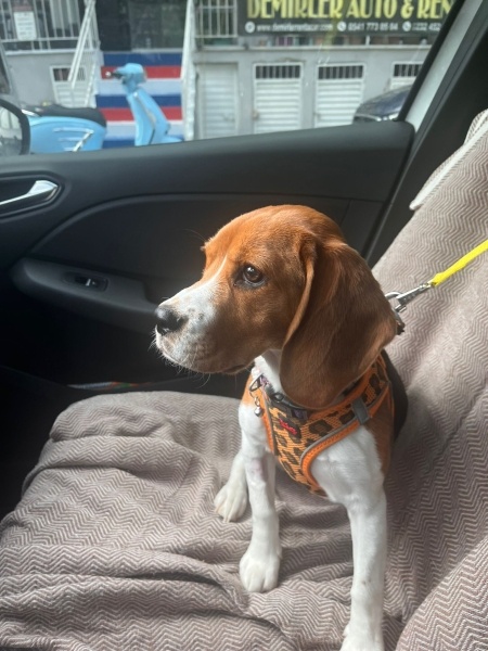 Beagle, Köpek  YULAF fotoğrafı